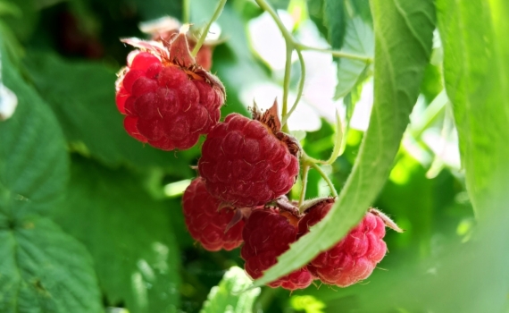 Обрезка смородины и малины зимой — залог богатого урожая: как правильно это сделать Обрезка смородины и малины зимой — залог богатого урожая: как правильно это сделать